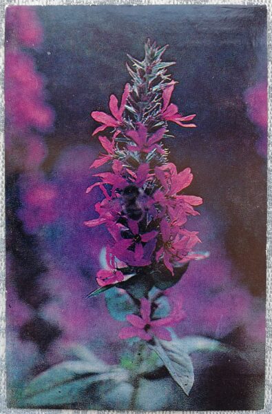 Lythrum salicaria or purple loosestrife 1978 flowers 9x14 cm Latvian postcard  