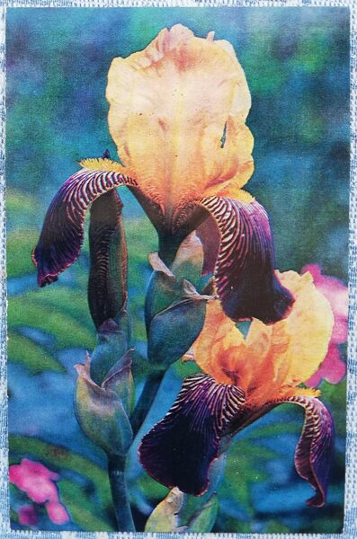 Irises 1978 flowers 9x14 cm Latvian postcard  
