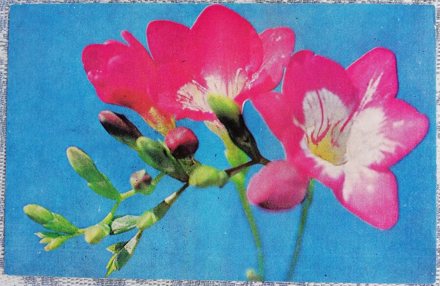 Альстромерия 1978 цветы 14x9 см Латвийская открытка  