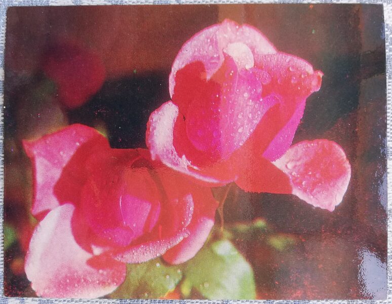 Roses 1978 flowers 13x10 cm Lithuanian postcard  