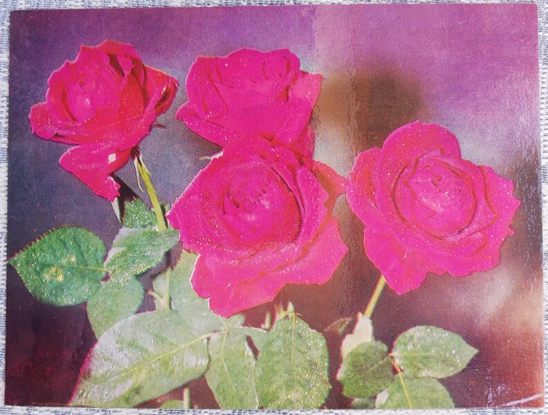 Roses 1978 flowers 13.5x10 cm Lithuanian postcard   