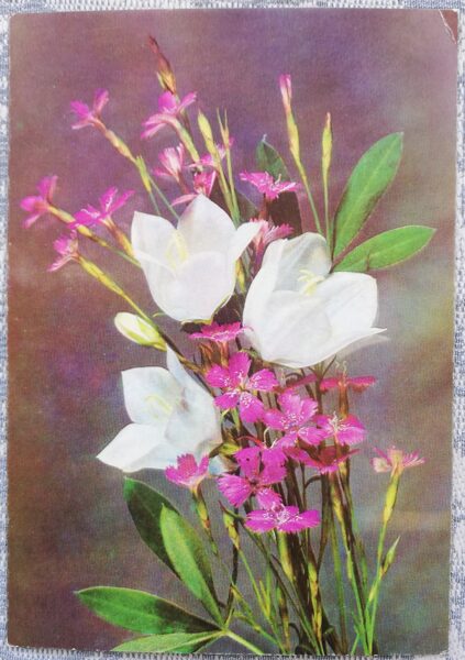 1978 flowers 10.5x15 cm USSR postcard photo by I. Dergilev  
