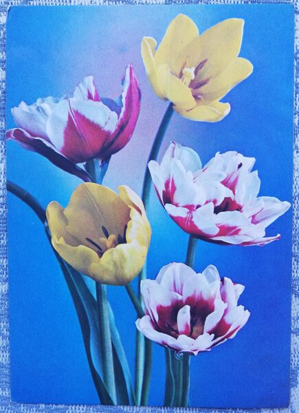 Tulips 1978 flowers 10.5x15 cm USSR postcard  