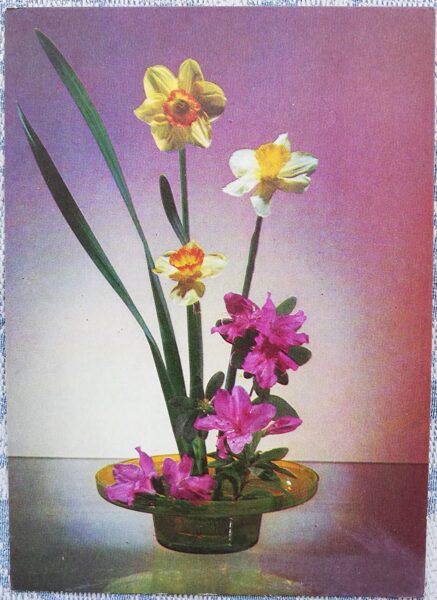 Daffodils 1978 flowers 10.5x15 cm USSR postcard  