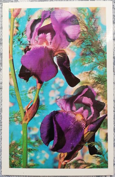 Irises 1979 flowers 9x14 cm USSR postcard  