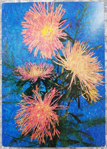 Asters 1979 flowers 10.5x15 cm USSR postcard  