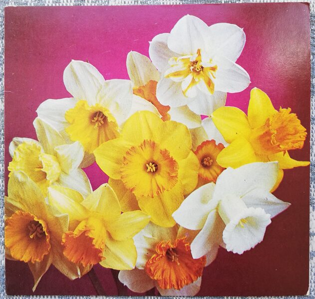 Daffodils 1988 flowers 11x10.5 cm Latvian postcard  