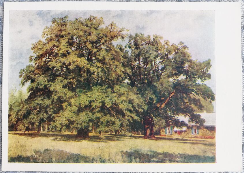 Ivans Šiškins 1958. gada Mordvīna ozoli 15x10,5 cm PSRS mākslas pastkarte  