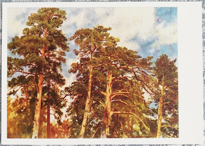 Ivans Šiškins 1968 "Priežu galotnes" 15x10,5 cm mākslas pastkarte PSRS  