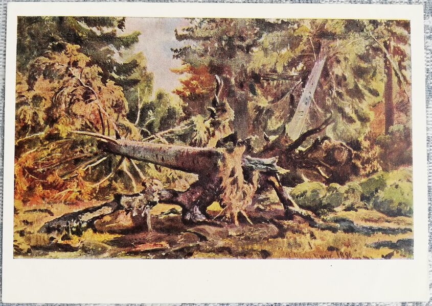 Ivans Šiškins 1965 "Vecās egles" 15x10,5 cm mākslas pastkarte PSRS  