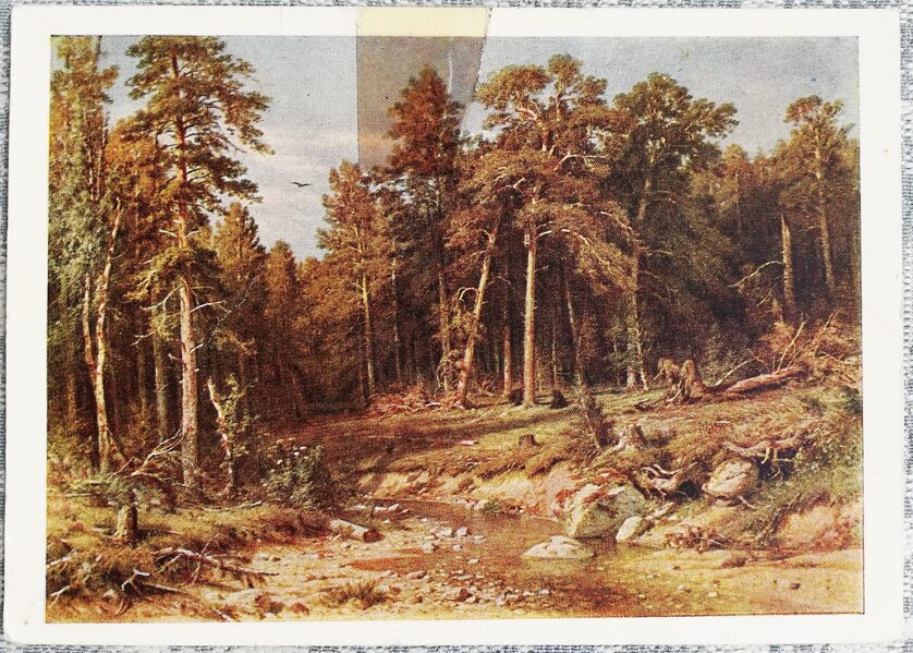 Ivans Šiškins 1964 "Priežu mežs" 15x10,5 cm mākslas pastkarte PSRS   