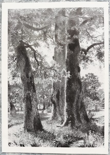 Ivans Šiškins 1961 "Ozoli pie Sestroreckas" 10,5x15 cm PSRS mākslas pastkarte  