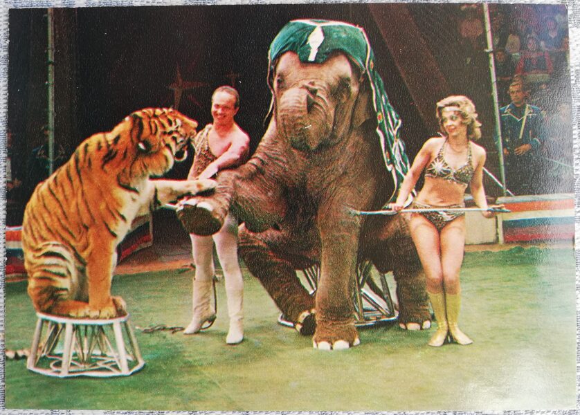 Cirks 1979 Atrakcija "Ziloņi un tīģeri", režisori Doloresa un Mstislavs Zapašniji 15x10,5 cm PSRS pastkarte  