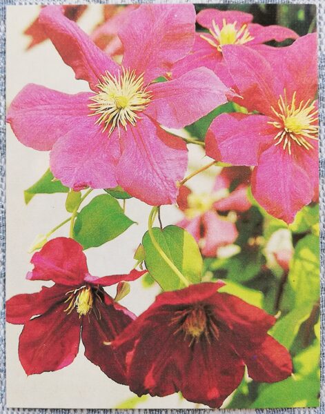Flowers 1984 Clematis 7x9 cm MINI USSR postcard 