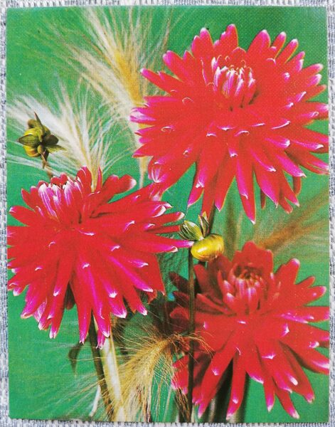Flowers 1984 Dahlias 7x9 cm MINI USSR postcard  