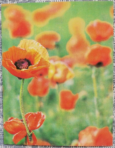 Flowers 1984 Poppies 7x9 cm MINI USSR postcard  