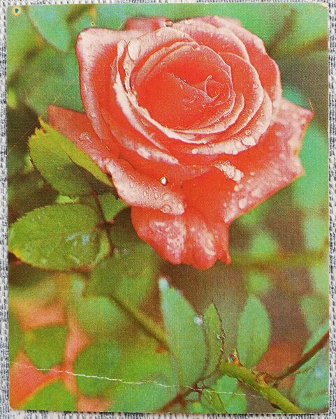 Flowers 1984 Rose 7x9 cm MINI USSR postcard  