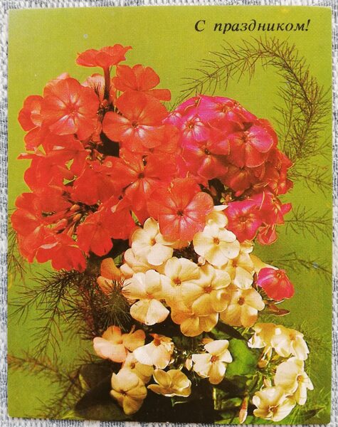 Flowers 1984 Phloxes 7x9 cm MINI USSR postcard 