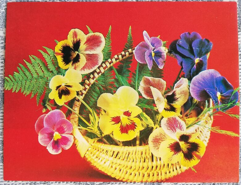 Flowers 1984 Tricolor violets 9x7 cm MINI USSR postcard 