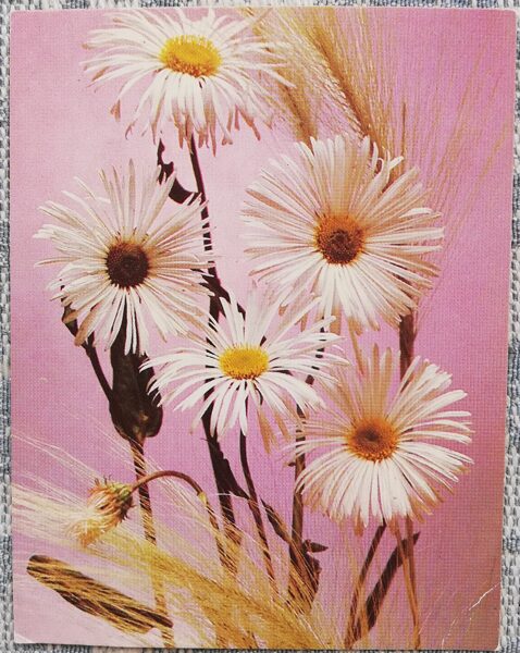 Flowers 1989 Daisies 7x9 cm MINI USSR postcard  