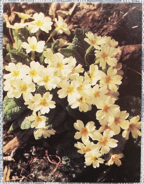Flowers 1987 Primula 7x9 cm MINI USSR postcard  