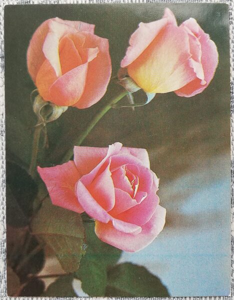 С днём рождения! 1986 Розовые розы 7x9 см МИНИ открытка СССР  