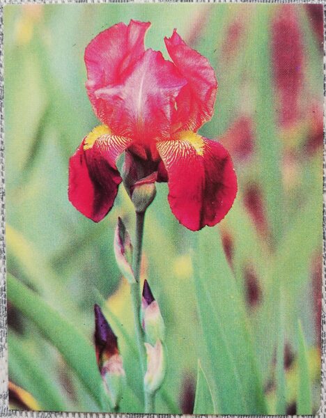 Flowers 1985 Iris 7x9 cm MINI USSR postcard  