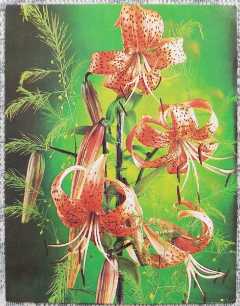 Flowers 1985 Lilies 7x9 cm MINI USSR postcard  