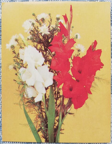 Flowers 1985 Gladiolus 9x7 cm MINI USSR postcard  