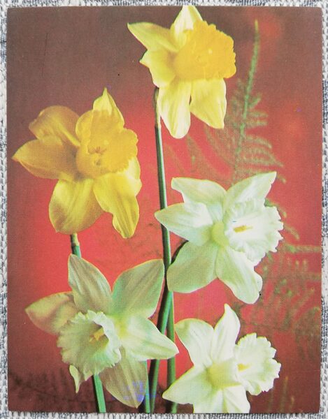 Flowers 1985 Daffodils 9x7 cm MINI Postcard USSR  