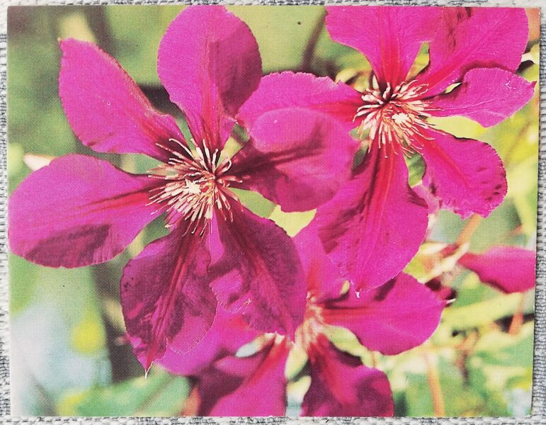 Flowers 1985 Clematis 7x9 cm MINI USSR postcard 