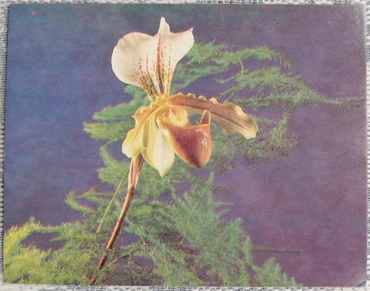 Flowers 1985 Orchid 9x7 cm MINI USSR postcard  