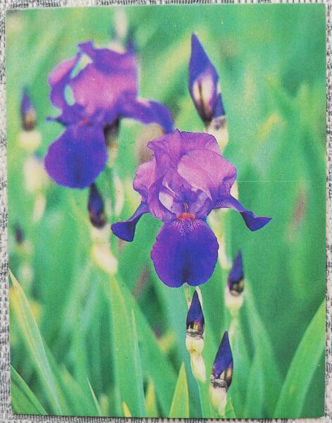 Flowers 1985 Irises 7x9 cm MINI USSR postcard  