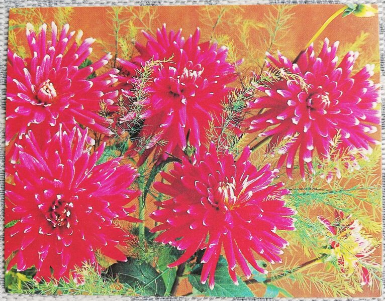 Flowers 1985 Dahlias 9x7 cm MINI USSR postcard  