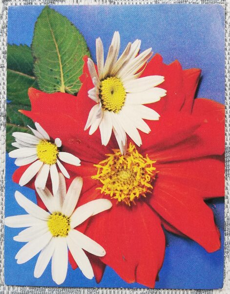 Flowers 1985 MINI 9x7 cm USSR postcard  
