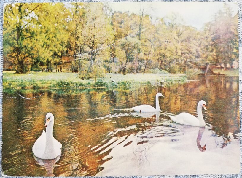 Цесис. Октябрьский парк Лебеди 1968 Латвия 14x10,5 см видовая открытка  
