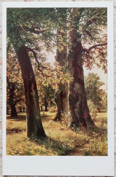 Ivan Shishkin 1979 Oaks 9x14 cm USSR postcard  