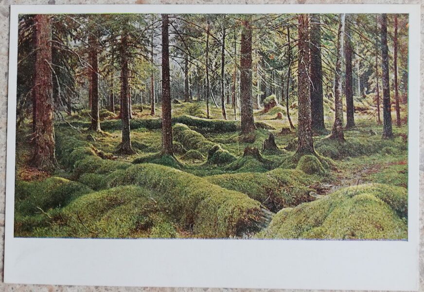 Ivans Šiškins 1954 Meža kapi 14x10 cm PSRS pastkarte  