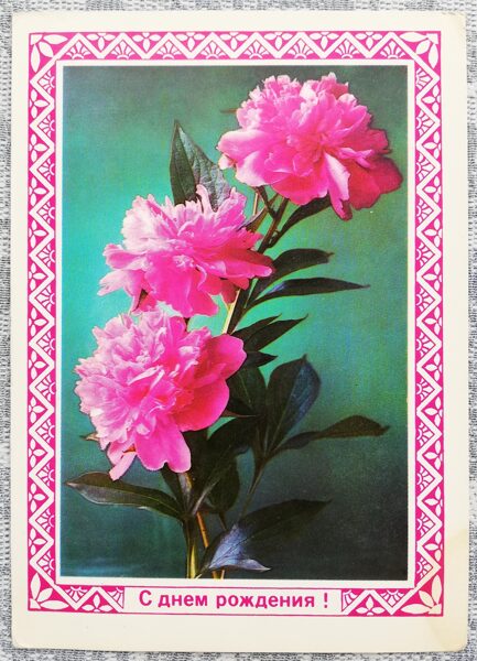 Розовые пионы 1976 С днём рождения 10,5x15 см открытка СССР  