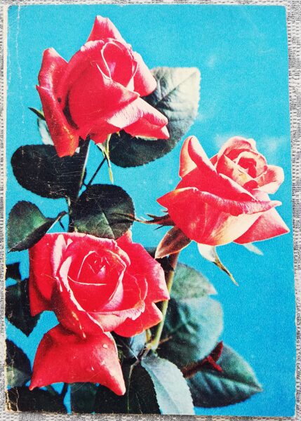 Telegram USSR 1976 Red roses 10x14 cm flowers  