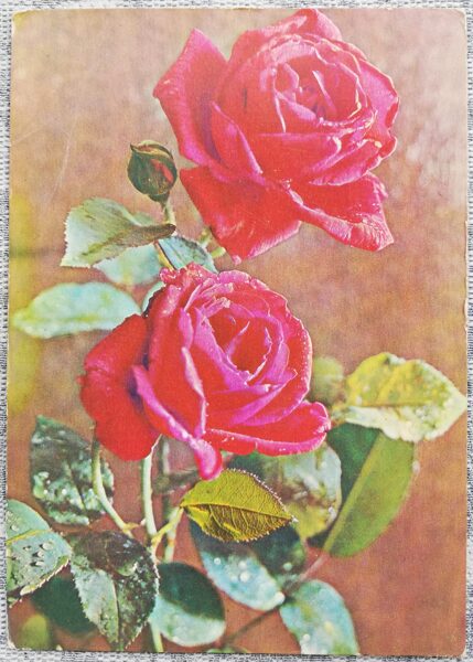 1975 Burgundy roses 10.5x15 cm flowers USSR postcard  