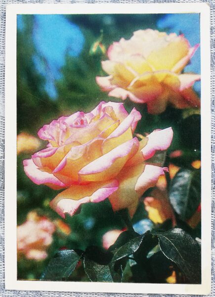 1979 Hybrid tea rose 10.5x15 cm flowers postcard USSR  