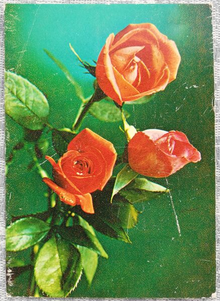 1985 Red roses 10.5x15 cm flowers postcard USSR  