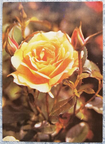 1984 Yellow rose 10.5x15 cm flowers postcard USSR  