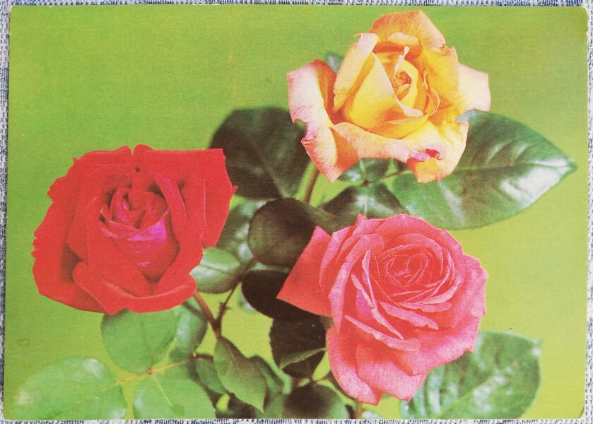 1981 Multi-colored roses 15x10.5 cm flowers USSR postcard  