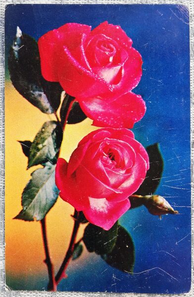 1976 Roses 9x14 cm flowers postcard USSR  