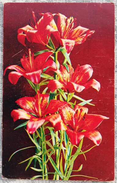1976 Lilies 9x14 cm flowers postcard USSR  