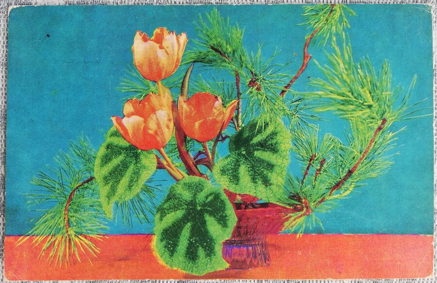 1969 Tulips in a winter bouquet 14x9 cm flowers USSR postcard  