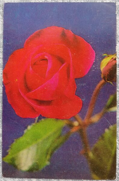 1974 Red rose 9x14 cm flowers postcard USSR  