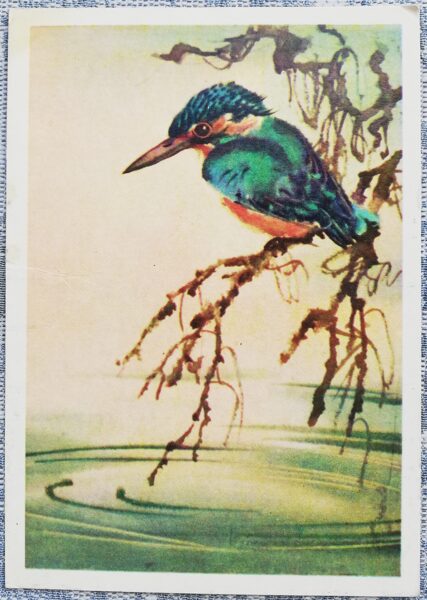 Zivju dzenītis 1980 PSRS bērnu pastkarte 10,5x15 cm    